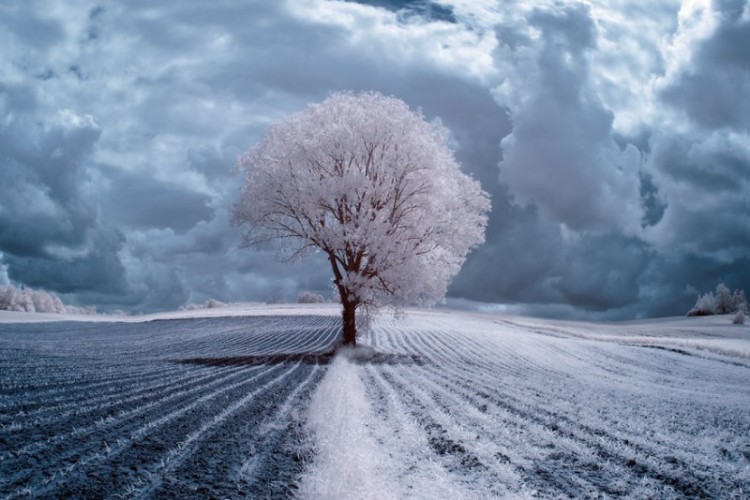 amazing-beauty-trees-landscape-infrared-photography-1-800x534